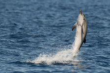 © Dolphin-watching cruise - DR Croix du Sud V