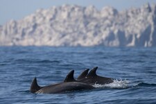 © Dolphin-watching cruise - DR Croix du Sud V