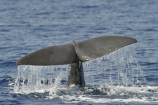© Dolphin-watching cruise - DR Croix du Sud V