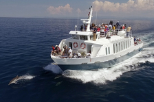 © Dolphin-watching cruise - DR Croix du Sud V