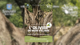 © L'olivier de mon village : balade au cœur des oliveraies varoises_Sanary-sur-Mer - Ville de Sanary-sur-Mer
