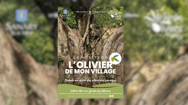 L'olivier de mon village : balade au cœur des oliveraies varoises