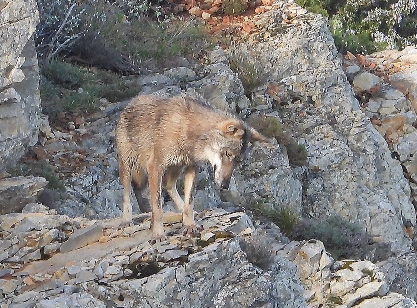 © Conférence - Le loup dans le Var_Le Beausset - ©Philippe.Orsini