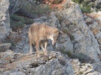 © Conférence - Le loup dans le Var_Le Beausset - ©Philippe.Orsini