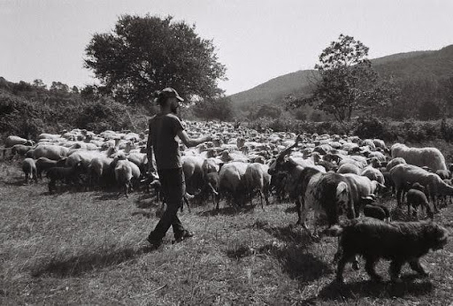 © Rencontre - Noé, berger d’aujourd’hui_Le Beausset - ©Ferme du Lambert