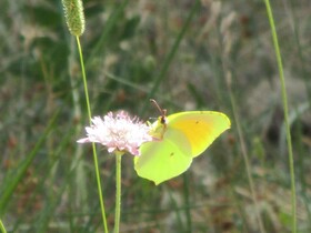 Balade - Papillons