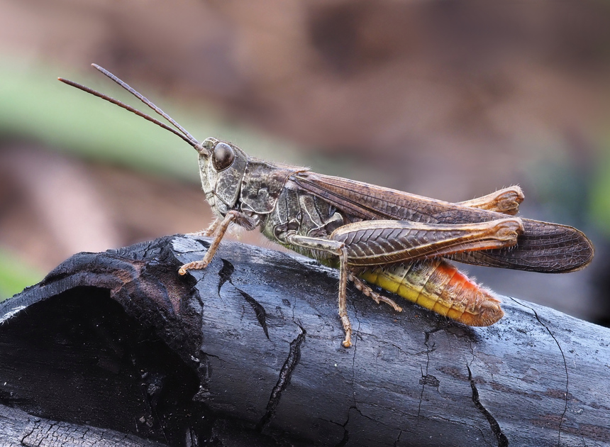 © Rencontre avec les orthoptères - sortie Nature_Le Castellet - Franck VASSEN