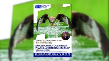 Exposition photographique "Fascination des oiseaux" de Kora  Krüger