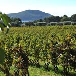 © Domaine Maubernard - Société civile Agricole du Domaine Maubernard