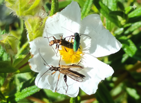 Balade - La danse du printemps_Le Beausset