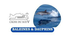 © Baleines et dauphins | Croix du Sud_Sanary-sur-Mer - Baleines et dauphins | Croix du Sud_Sanary-sur-Mer