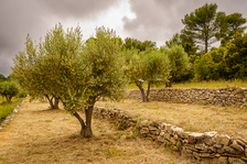 © #RDVduParc • Initiation à la taille de l'olivier_Riboux - WeGo productions-jean claude Flaccomio