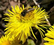 © Atelier - Le monde merveilleux des abeilles_Le Beausset - ©Var