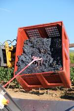 © Pieracci Estate - Domaine Pieracci                                                                                                                                                                                                                                          ,