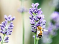 © Intervention pédagogique de la Miellerie de l’Oratoire_Bandol - Canva