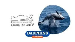 Dauphins 1/2 journée | Croix du Sud V_Sanary-sur-Mer