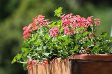 Concours des Balcons et Jardins Fleuris 2026_Sanary-sur-Mer