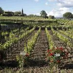 © Tasting and visit in Bandol vineyard - Domaines Bunan