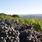 © Tasting and visit in Bandol vineyard - Domaines Bunan
