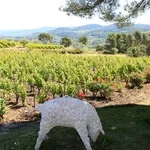 © Tasting and visit in Bandol vineyard - Domaines Bunan