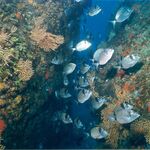 © Plongée sous-marine - Azur plongée