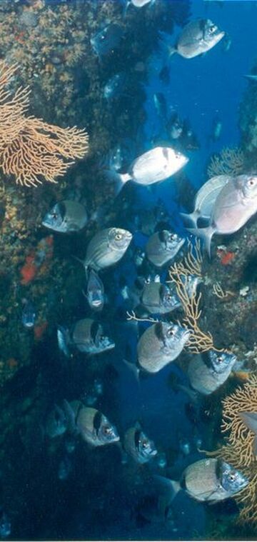 © Plongée sous-marine - Azur plongée