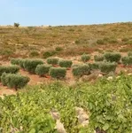 © Domaine de la Suffrène - Cédric Gravier