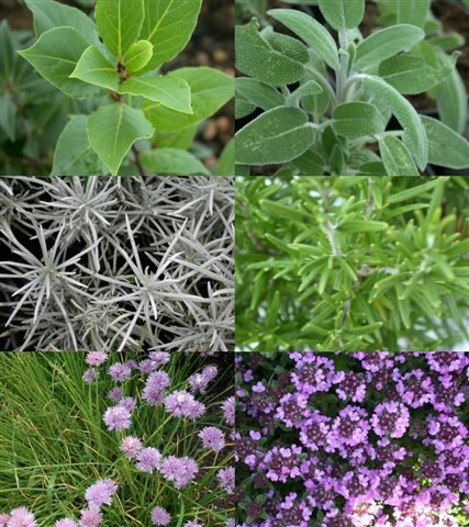 © Herbes aromatiques - Sophie Delsanti