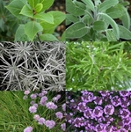 © Herbes aromatiques - Sophie Delsanti