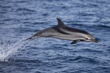 © Porquerolles et dauphins - La Croix du sud