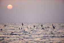 © Sortie baleines et dauphins - La Croix du Sud