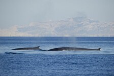 © Sortie baleines et dauphins - La Croix du Sud