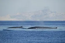 © Whale watching trip - La Croix du Sud - La Croix du Sud