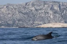 © Whale watching trip - La Croix du Sud - La Croix du Sud