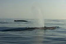 © Whale watching trip - La Croix du Sud - La Croix du Sud