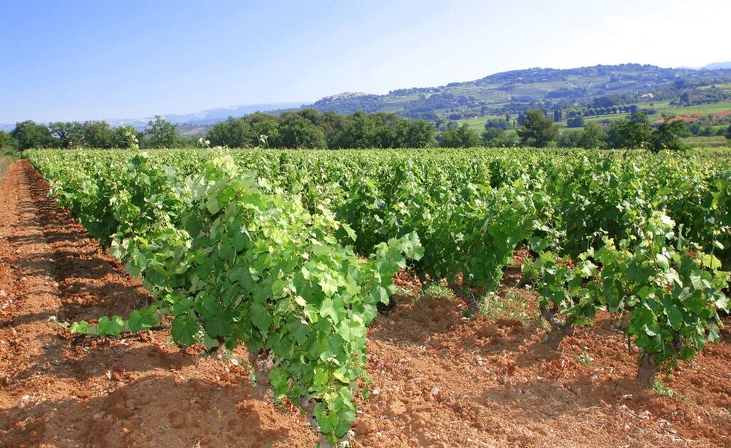 © Domaine Lafran-Veyrolles - Jouve-Férec