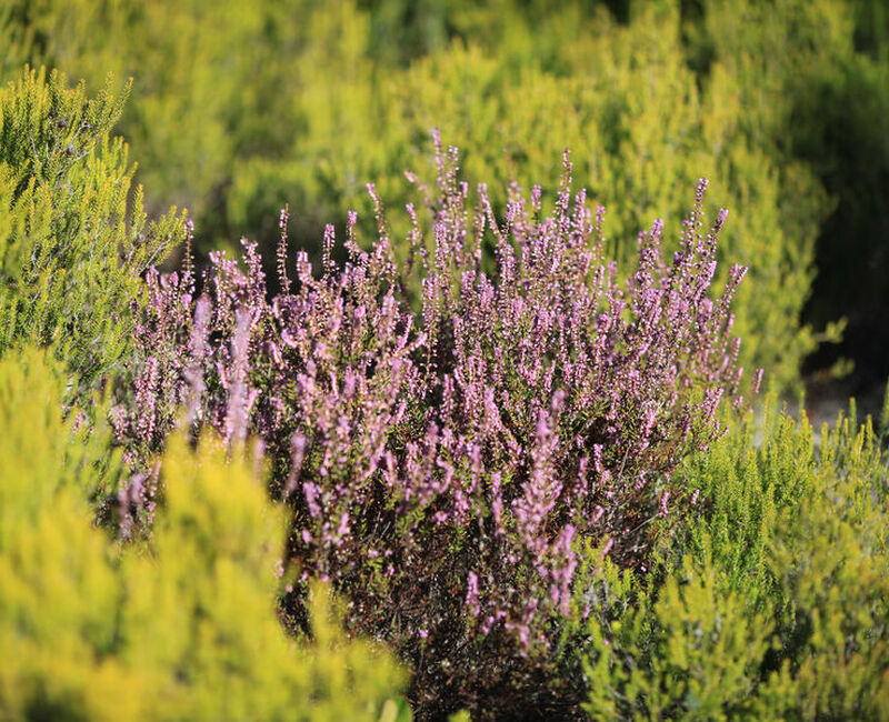 Balade "Aromatiques et Méditerranéennes"