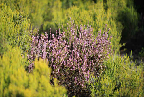 Balade "Aromatiques et Méditerranéennes"