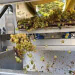 © raisin - Domaine de la Vivonne