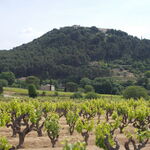 © vignes - Domaine Marie Berenice