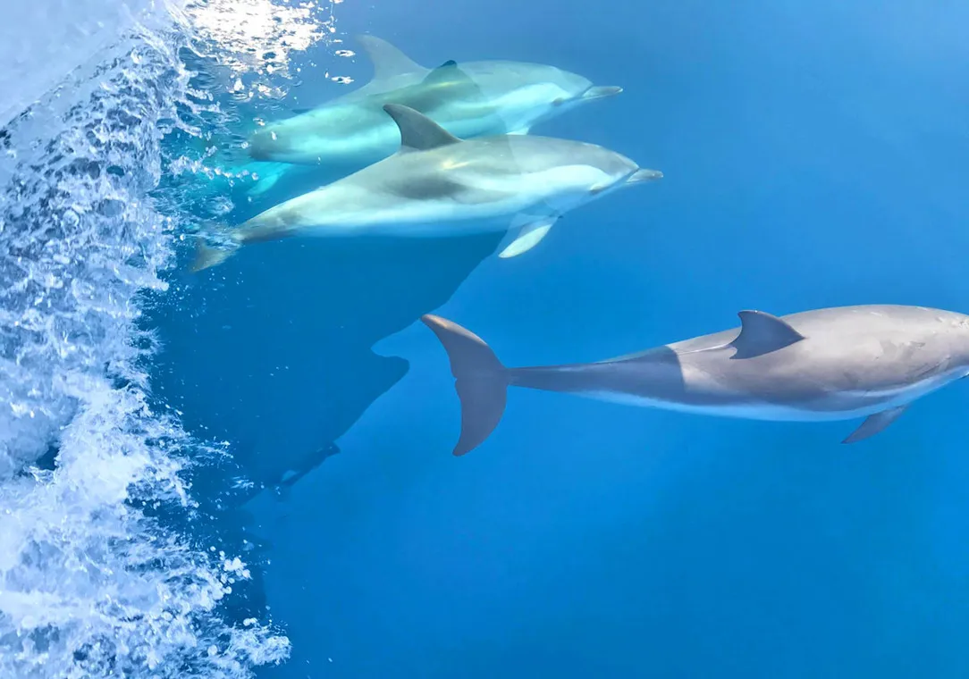 © Dolphins cruise with Atlantide - Atlantide 1
