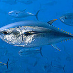 © Bandol Fishing Club - Bandol Fishing Club