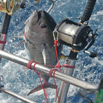 © Bandol Fishing Club - Bandol Fishing Club