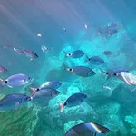© Scuba Diving Training with Bandol Plongée - Bandol Plongée