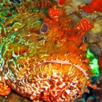 © Scuba Diving Exploration with Bandol Plongée - Bandol Plongée