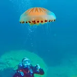 © Scuba Diving Exploration with Bandol Plongée - Bandol Plongée