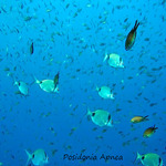 © Posidonia Apnea - Posidonia Apnea