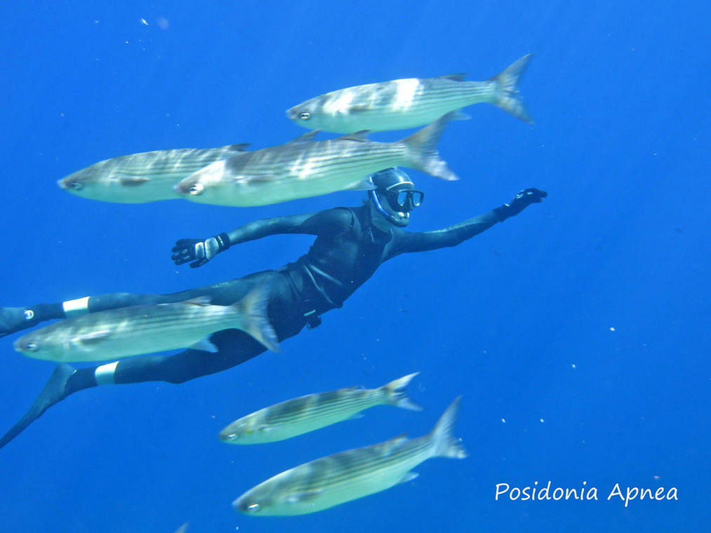 © Posidonia Apnea - Posidonia Apnea