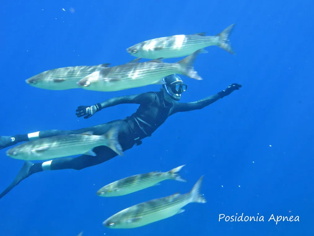 © Posidonia Apnea - Posidonia Apnea