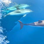 © Atlantide 1 - Atlantide 1